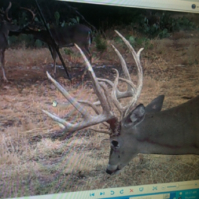 Game Camera Photos I
