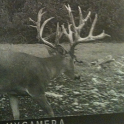 Game Camera Photos II