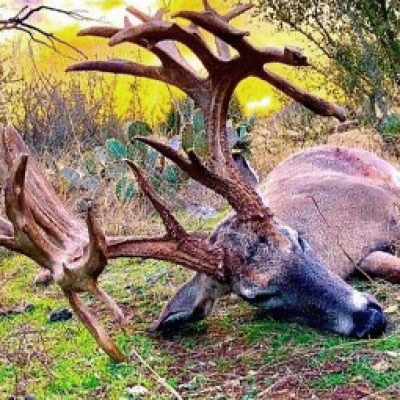 Harvested Whitetail 2017-18