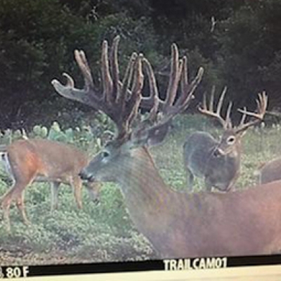 Game Camera Photos Fall 2018